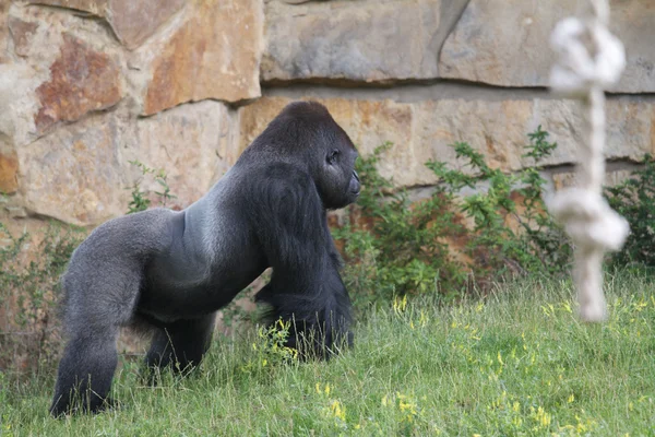 Gorilla a berlini állatkert — Stock Fotó