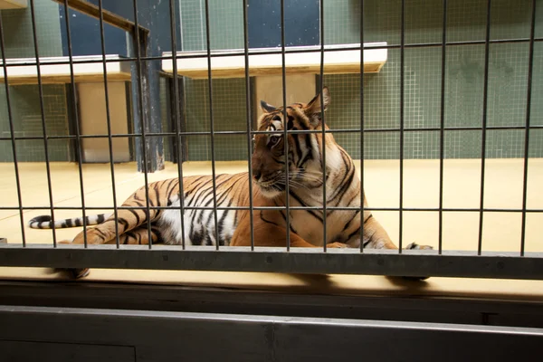 Stock image Tiger in jail