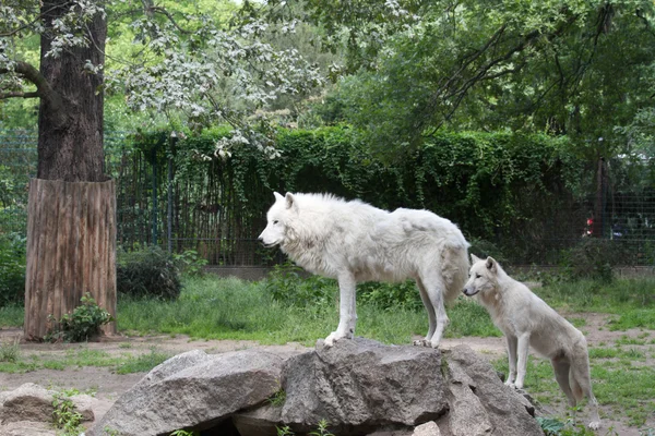 stock image White wolves