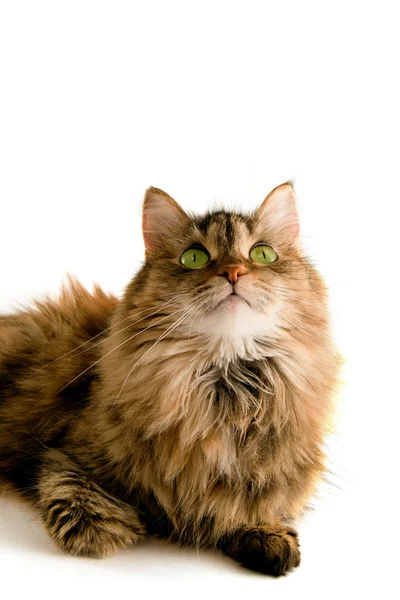 Пушистый кот смотрит вверх — стоковое фото