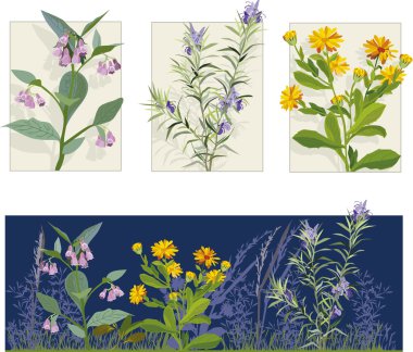 Medicine Herbs clipart