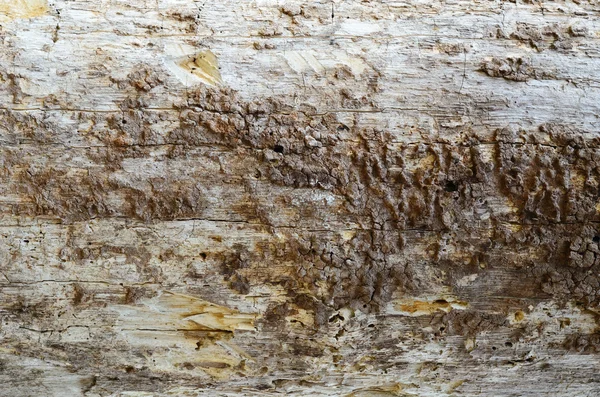 Background of dead tree trunk. — Stock Photo, Image