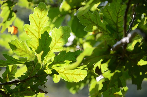 Close-up de folhas de carvalho iluminadas pelo sol — Fotografia de Stock