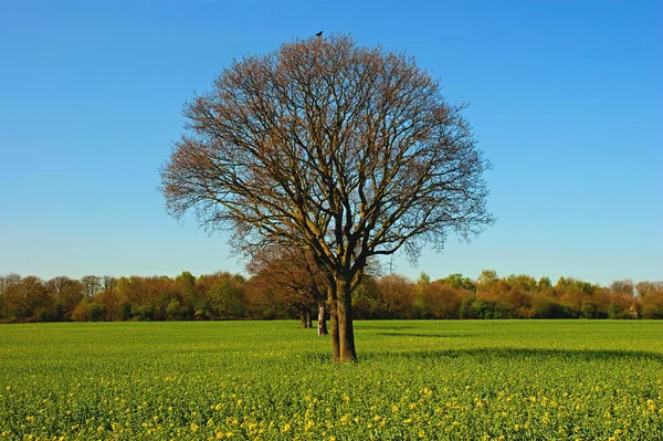 stock image Trees in a rapeseed field