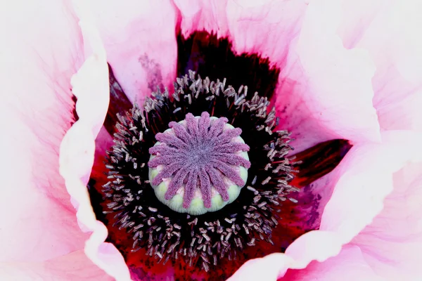 çiçekli pembe haşhaş