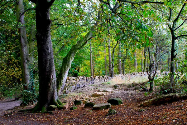 Outono na madeira — Fotografia de Stock
