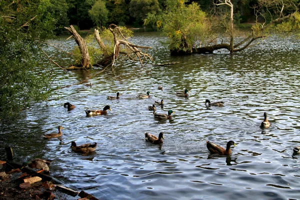 Ducks feeding — Stock Photo, Image