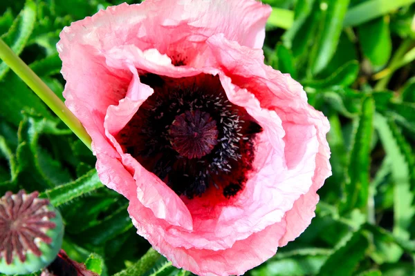 Pink poppy — Stock Photo, Image