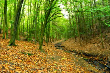 sonbahar bir akışı forrest