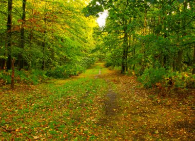 sonbahar forrest izlemek