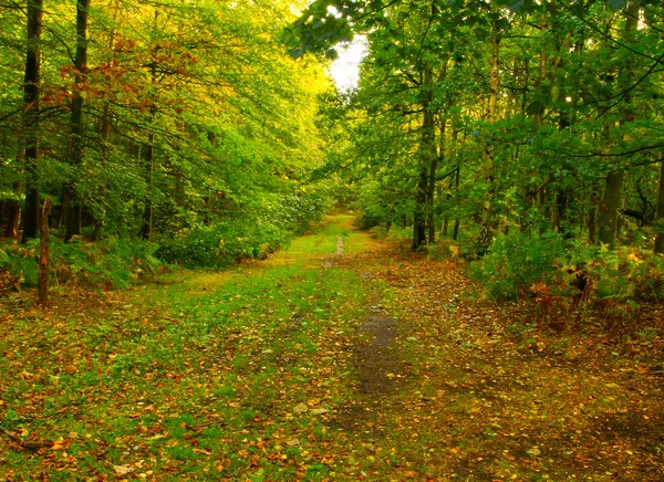 An autumn forrest track — Stock Photo, Image