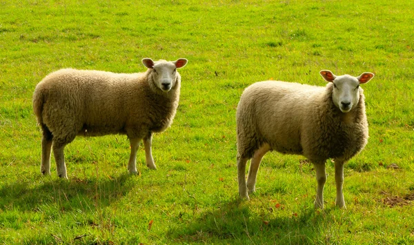 Un par de ovejas en un campo — Foto de Stock