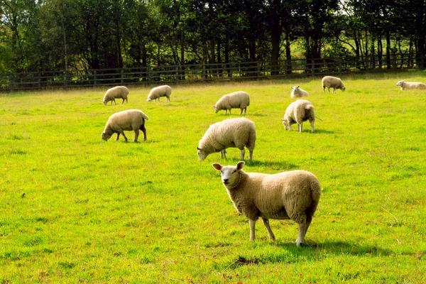 Eine kleine Schafherde — Stockfoto