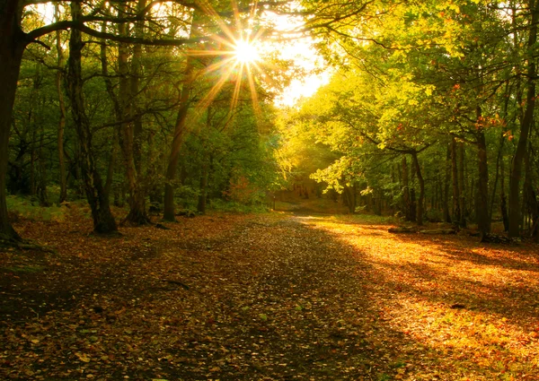 阳光透过秋天福雷斯特 — 图库照片