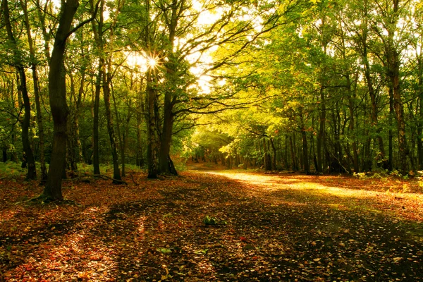 Осенний лес Стоковое Фото
