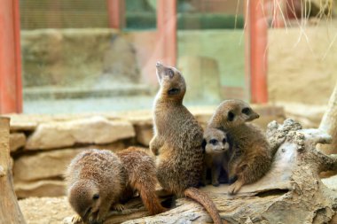 merekats küçük bir çete