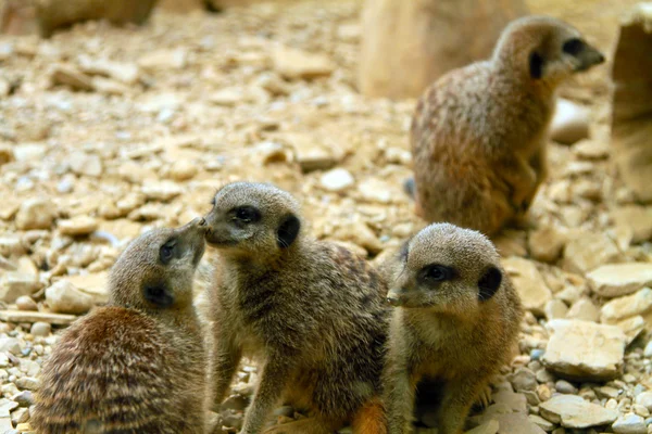 stock image A couple of Merekats kissing