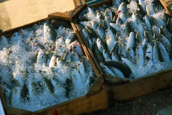 Box of Fish — Stock Photo, Image