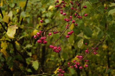 İğ (Euonymus europaeus)