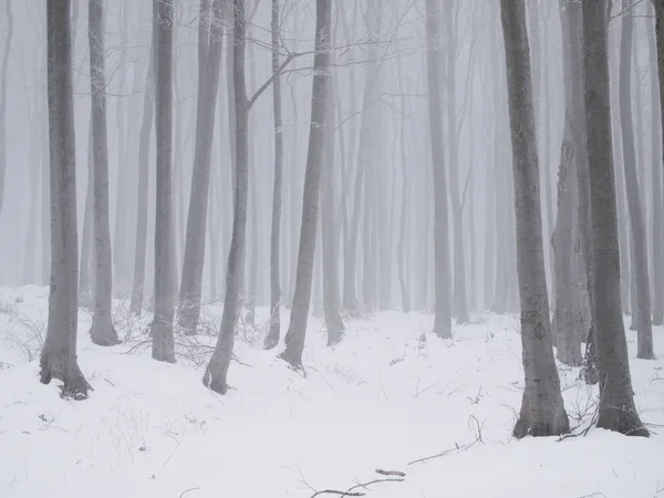 Mist en sneeuw — Stockfoto