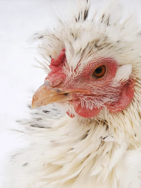 stock image Proud chicken