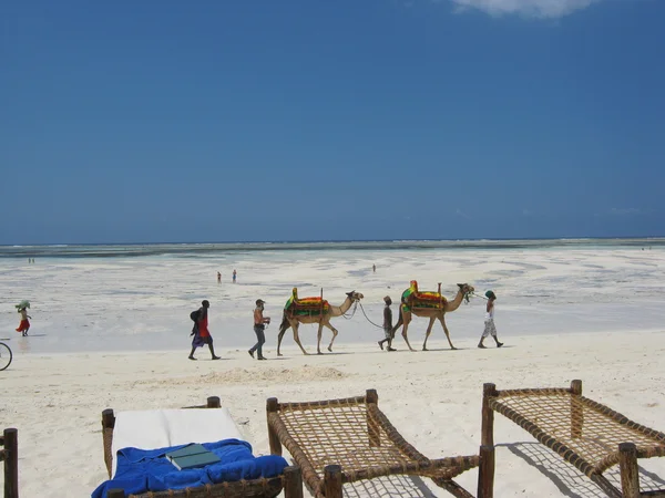 Zanzibar için yolculuk - Stok İmaj