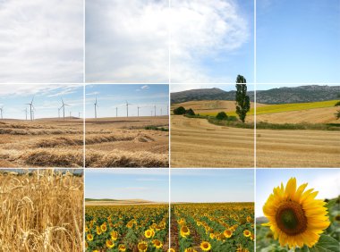 Wind turbines in sunflowers field clipart