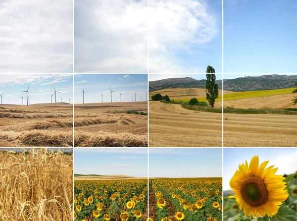 Windräder im Sonnenblumenfeld — Stockfoto