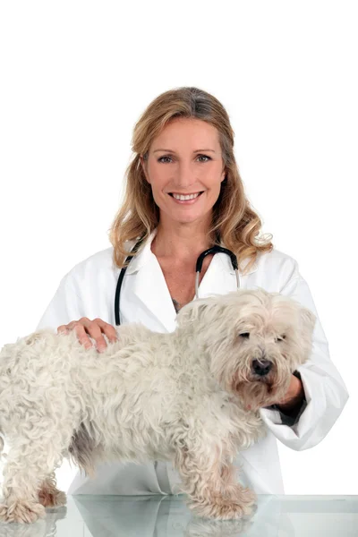 A female vet posing with a cute dog. — Stock Photo, Image