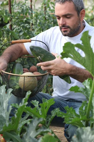 Uomo che raccoglie verdure in giardino — Foto Stock