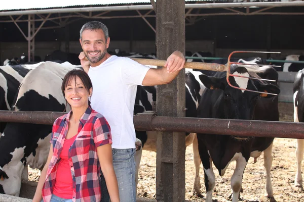 Пара фермеров за коровами — стоковое фото