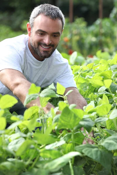 Un homme souriant cueillant des poivrons — Photo