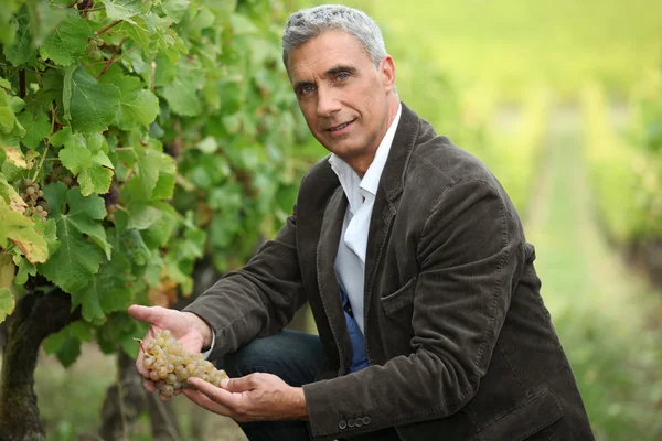 Виноградник власник оглядають гроно винограду — стокове фото