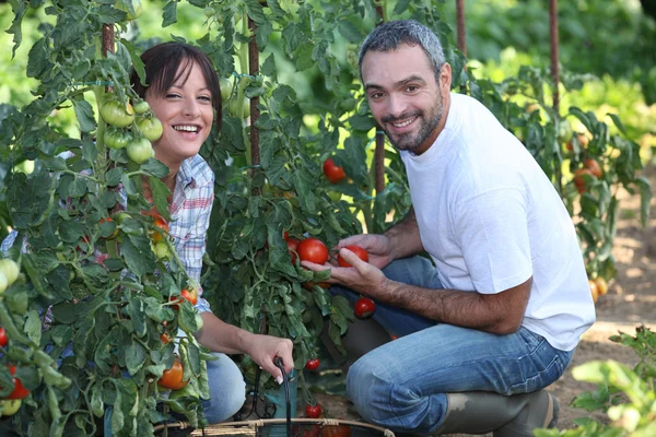 Jardinage en couple — Photo