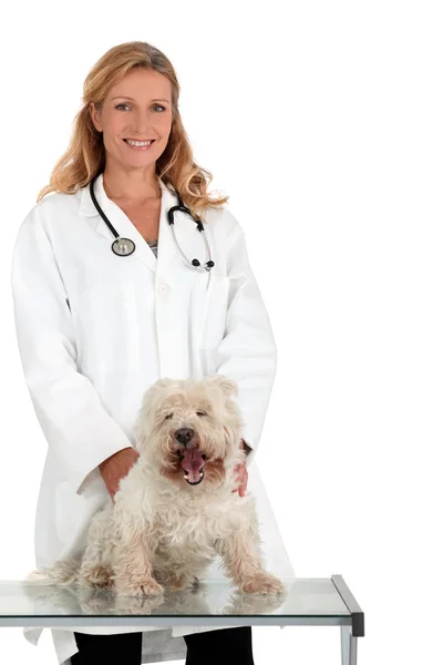 Portrait of a veterinarian — Stock Photo, Image