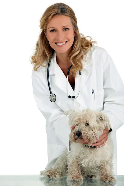 Ветеринар з маленькою білою собакою — стокове фото