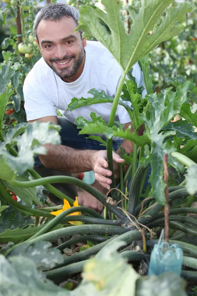 Mann kniet neben Gemüse im Garten — Stockfoto