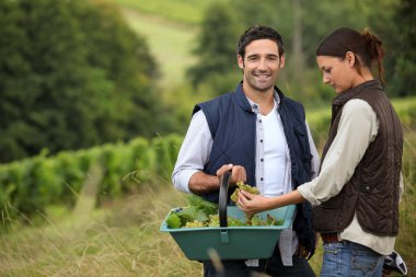 Couple of wine-growers at harvest time clipart