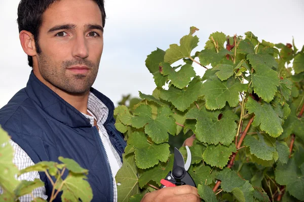 Portret plantatora winorośli — Zdjęcie stockowe