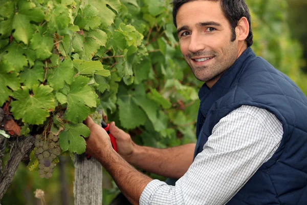 Man som arbetar i en vingård — Stockfoto