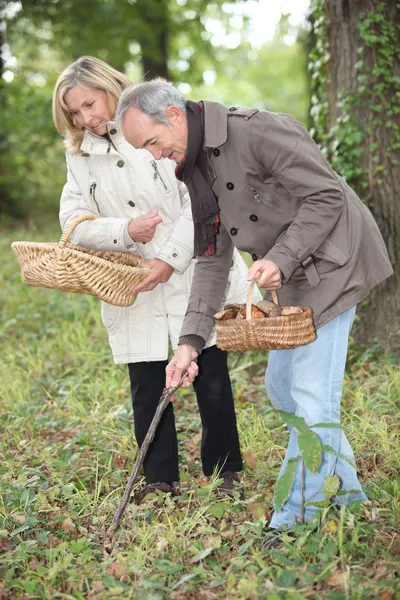 采集蘑菇对中年夫妇 — 图库照片