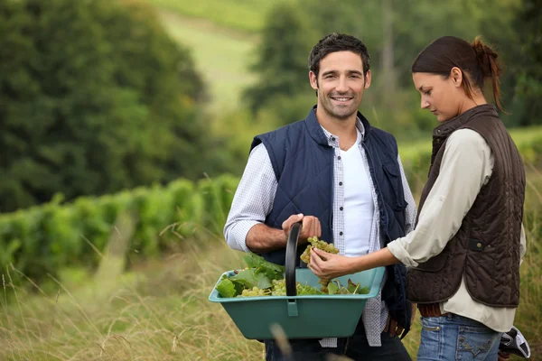 Пара виноградарей во время сбора урожая — стоковое фото