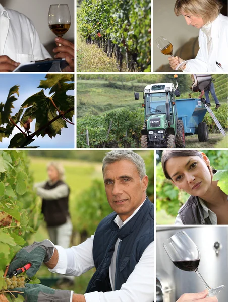 stock image Wine production collage