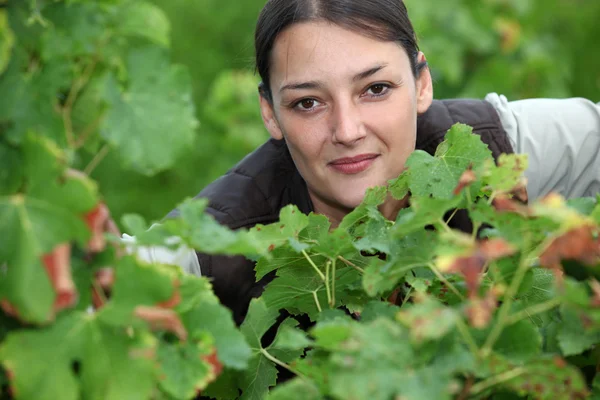 Kvinna i vingårdar — Stockfoto