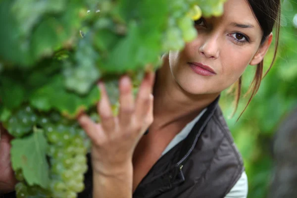 Žena kontrola zralosti hroznů na vinici — Stock fotografie