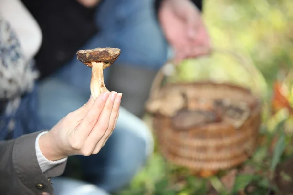 Рука держит грибы — стоковое фото