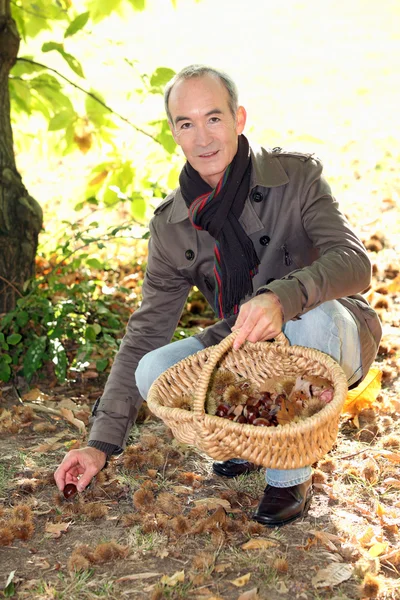 Un uomo maturo che raccoglie castagne . — Foto Stock