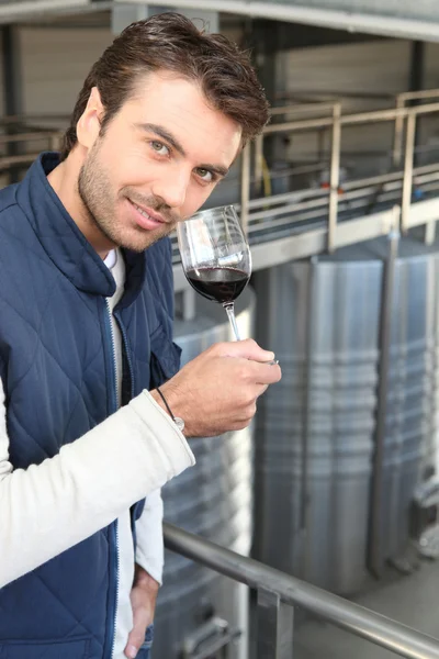 Unga vinproducent — Stockfoto