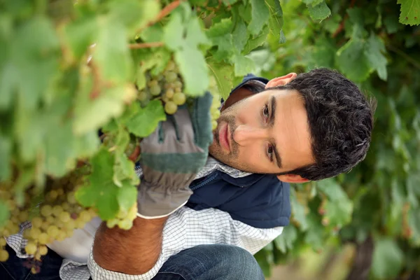 Detail vína pěstitel — Stock fotografie