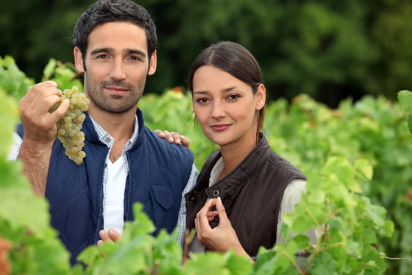 Пара виноградарей в виноградниках — стоковое фото